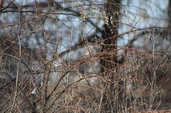 Setophaga coronata