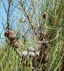 Allocasuarina paludosa