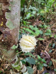 Carpotroche longifolia