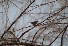 Setophaga coronata