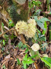 Carpotroche longifolia