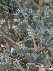 Artemisia bigelovii