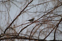 Setophaga coronata