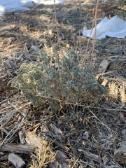 Artemisia bigelovii