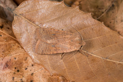 Conistra filipjevi