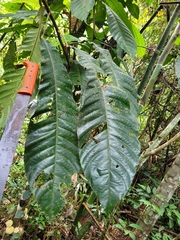 Carpotroche longifolia