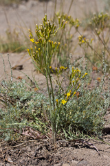 Crepis pleurocarpa