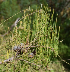 Allocasuarina paludosa