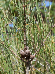Allocasuarina paludosa