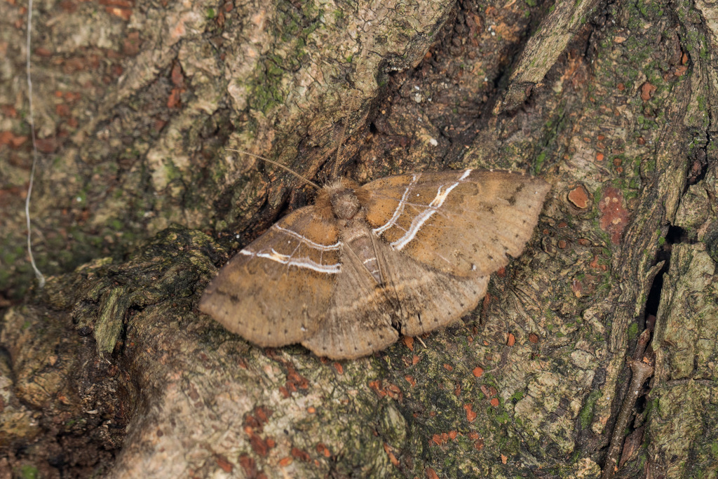 Sypnoides simplex