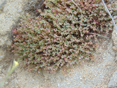 Euphorbia polycarpa polycarpa