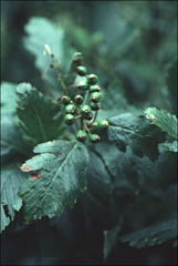 Hedlundia arranensis