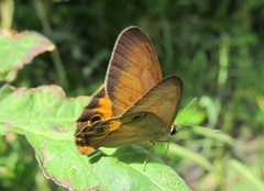 Hypocysta irius