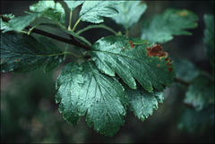 Hedlundia arranensis