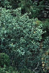 Hedlundia arranensis