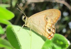 Hypocysta irius