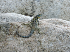 Petrosaurus thalassinus