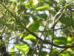 Chloropsis sonnerati