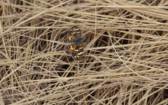 Phyciodes picta