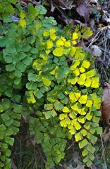 Adiantum shastense image