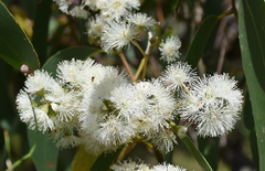Eucalyptus baxteri