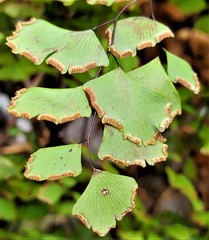 Adiantum shastense image