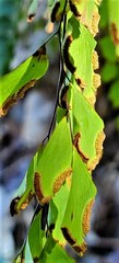 Adiantum shastense image