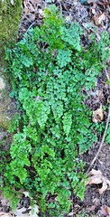 Adiantum shastense