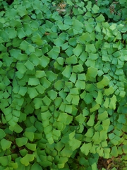 Adiantum shastense image
