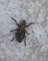 Naupactus dissimilis