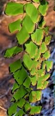 Adiantum shastense image