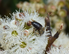 Eucalyptus baxteri