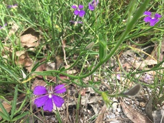 Scaevola ramosissima