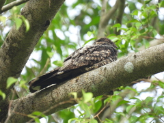 Caprimulgus jotaka