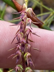 Genoplesium filiforme