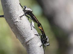 Blepharotes coriarius