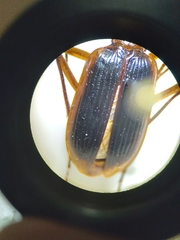 Eunebria