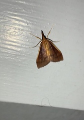 Udea daiclesalis