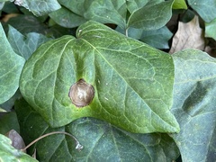 Colletotrichum trichellum
