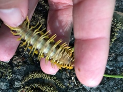 Apheloriini