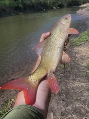 Moxostoma macrolepidotum