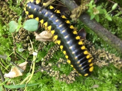 Apheloriini