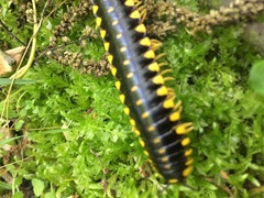 Apheloriini