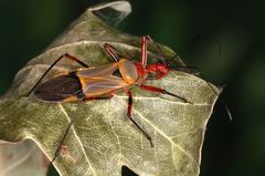 Pseudophonoctonus formosus