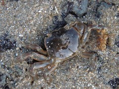 Paragrapsus quadridentatus