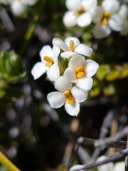 Pimelea oreophila hetera