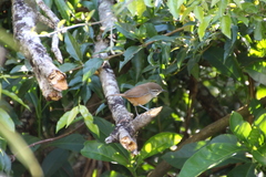 Cantorchilus modestus