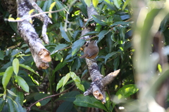 Cantorchilus modestus
