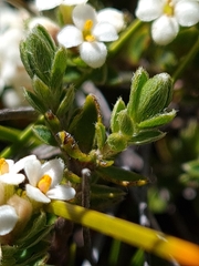 Pimelea oreophila hetera