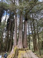 Tsuga chinensis